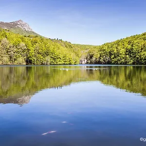 L'avet Blau Santa Fe de Montseny